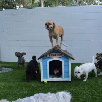 Artificial Grass Macksville, Kansas Dog Parks, Dogs Runs