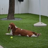 Grass Turf Culver, Kansas Pet Grass, Dogs Runs