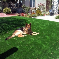 Turf Grass Cimarron, Kansas Dog Run, Front Yard Design