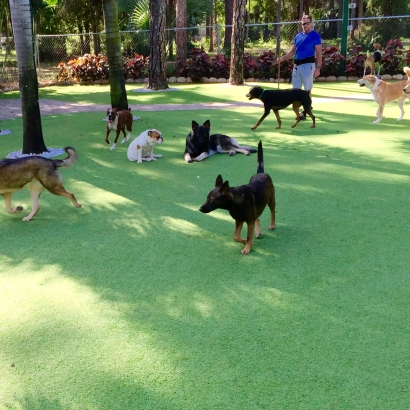 Fake Grass Admire, Kansas Indoor Dog Park, Dogs Runs