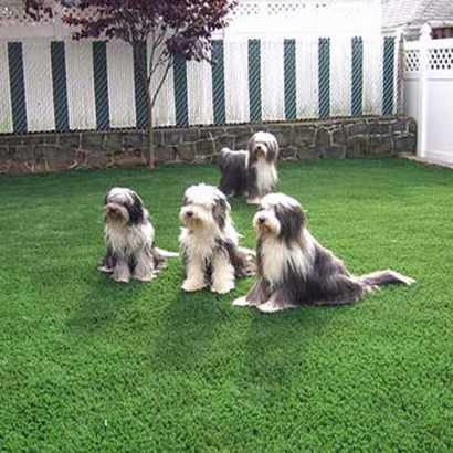 Best Artificial Turf in Lawrence, Kansas