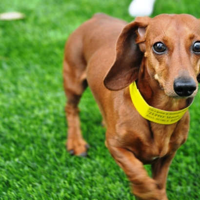 Lawn Services Elk City, Kansas Dog Park, Grass for Dogs