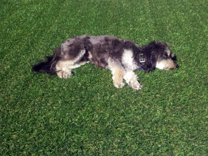 Artificial Grass Installation Bentley, Kansas Home And Garden, Dogs Park