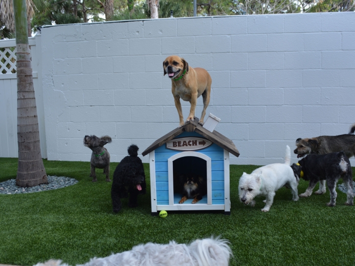 Artificial Grass Macksville, Kansas Dog Parks, Dogs Runs