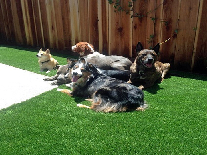 Fake Grass Lorraine, Kansas Pet Turf, Backyards