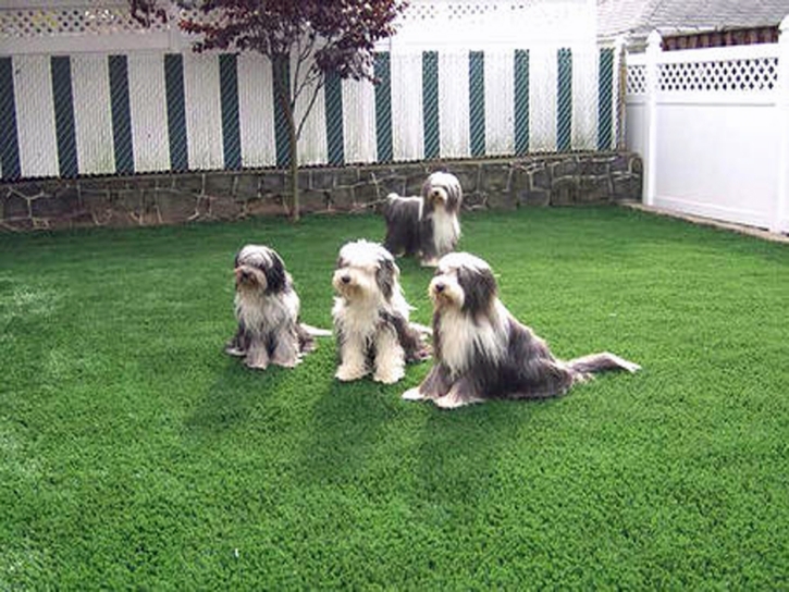 Grass Carpet Linwood, Kansas Landscaping, Backyard Landscaping