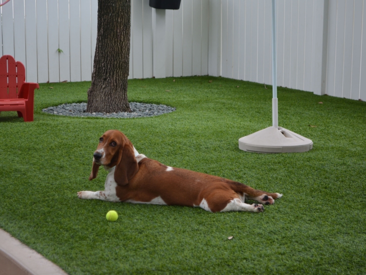 Grass Turf Culver, Kansas Pet Grass, Dogs Runs