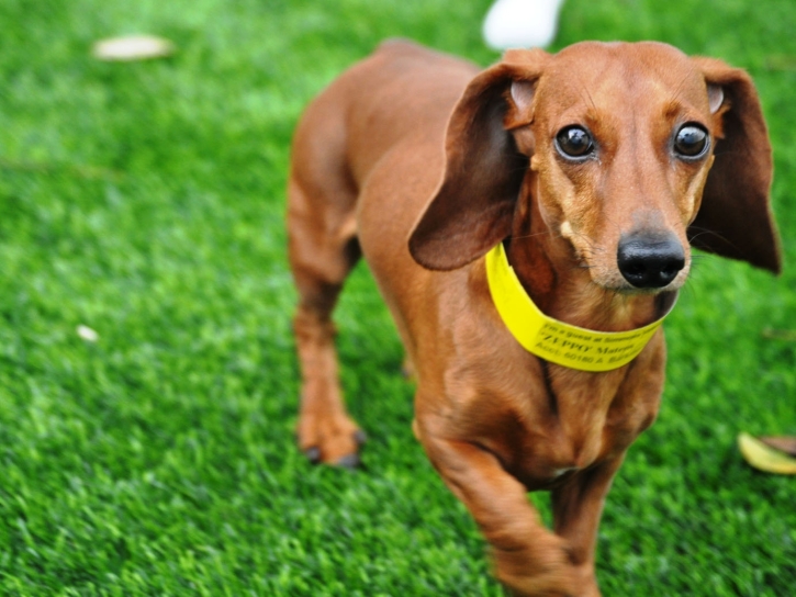 Lawn Services Elk City, Kansas Dog Park, Grass for Dogs