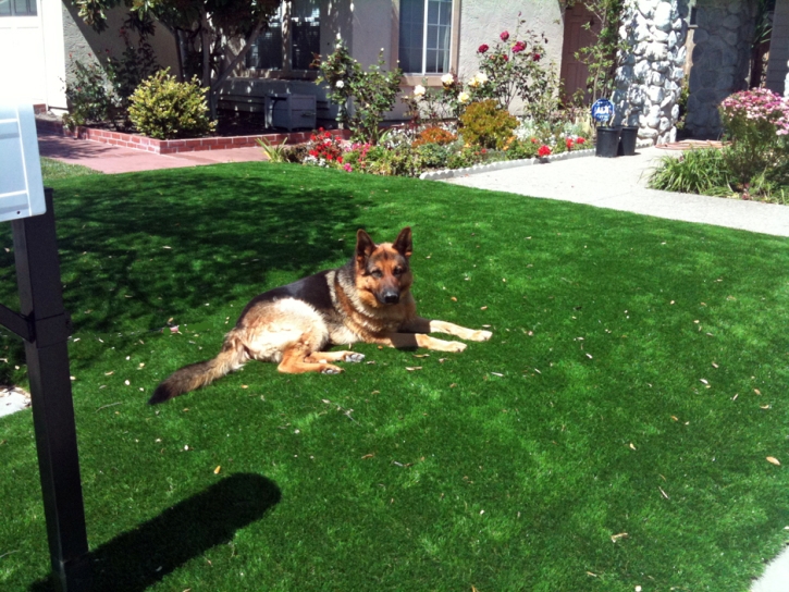 Turf Grass Cimarron, Kansas Dog Run, Front Yard Design