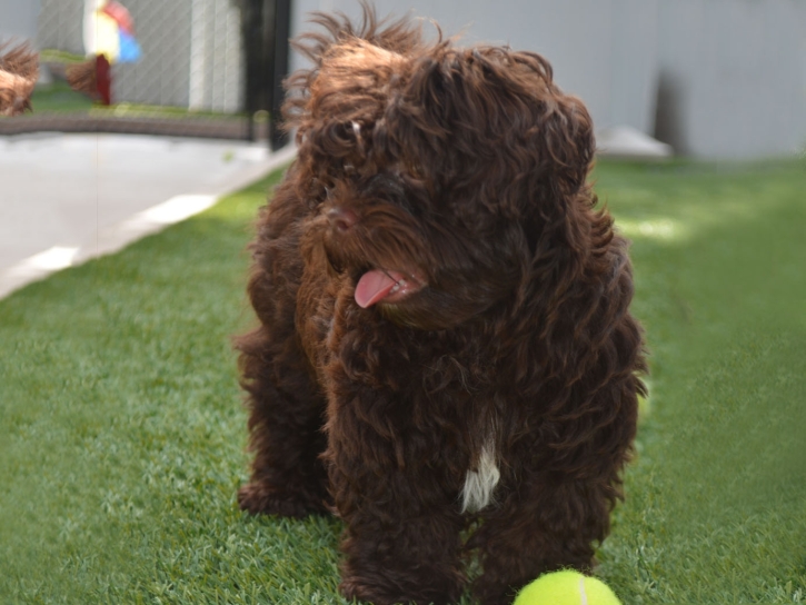 Turf Grass Gridley, Kansas Artificial Turf For Dogs, Grass for Dogs